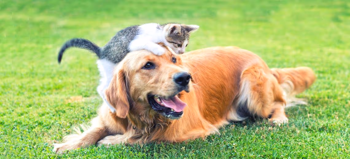 How to Find Pet Friendly Low Income Housing